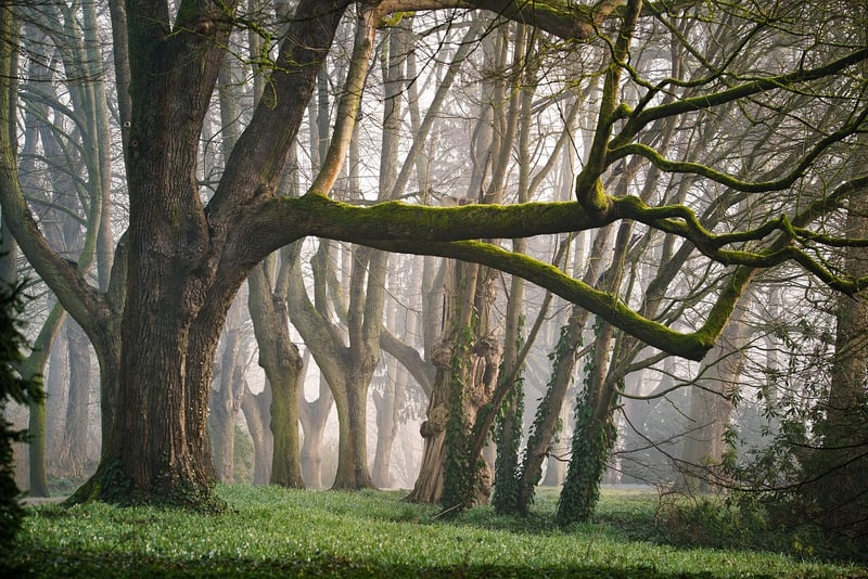 Enchanted Tales