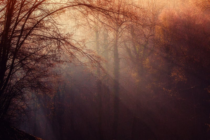 Mysterious woman in a foggy forest